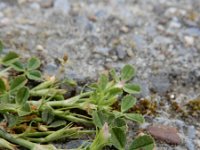 Trifolium ornithopodioides