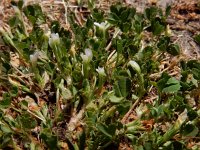 Trifolium ornithopodioides 11, Vogelpootklaver, Saxifraga-Ed Stikvoort