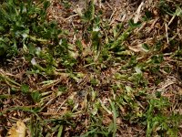 Trifolium ornithopodioides 13, Vogelpootklaver, Saxifraga-Ed Stikvoort