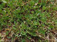 Trifolium ornithopodioides 3, Vogelpootklaver, Saxifraga-Ed Stikvoort