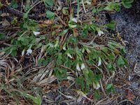Trifolium ornithopodioides 7, Vogelpootklaver, Saxifraga-Ed Stikvoort