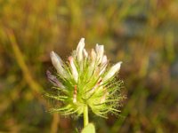 Trifolium pallescens 2, Saxifraga-Rutger Barendse