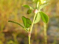 Trifolium pallescens 3, Saxifraga-Rutger Barendse