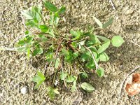 Trifolium pratense 11, Rode klaver, Saxifraga-Rutger Barendse