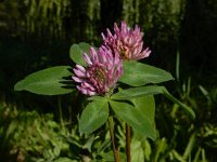 Trifolium pratense 19, Rode klaver, Saxifraga-Ed Stikvoort