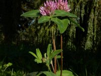 Trifolium pratense 20, Rode klaver, Saxifraga-Ed Stikvoort