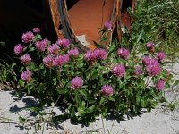Trifolium pratense 24, Rode klaver, Saxifraga-Ed Stikvoort