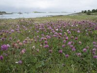 Trifolium pratense 28, Rode klaver, Saxifraga-Willem van Kruijsbergen