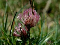 Trifolium pratense ssp nivale 1, Saxifraga-Jan van der Straaten