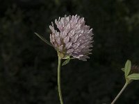 Trifolium pratense ssp pratense 2, Rode klaver, Saxifraga-Jan van der Straaten
