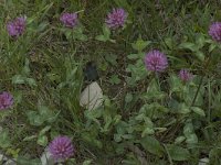 Trifolium pratense ssp pratense 3, Rode klaver, Saxifraga-Willem van Kruijsbergen