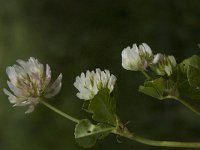 Trifolium repens 10, Witte klaver, Saxifraga-Willem van Kruijsbergen
