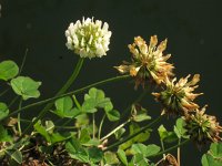 Trifolium repens 12, Witte klaver, Saxifraga-Rutger Barendse