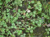 Trifolium repens 18, Witte klaver, Saxifraga-Rutger Barendse