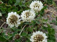 Trifolium repens 22, Witte klaver, Saxifraga-Ed Stikvoort
