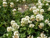 Trifolium repens 23 Witte klaver, Saxifraga-Ed Stikvoort