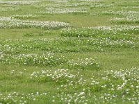 Trifolium repens 25, Witte klaver, Saxifraga-Roel Meijer