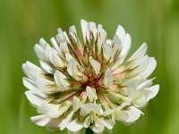 Trifolium repens 26, Witte klaver, Saxifraga-Sonja Bouwman  Witte klaver - Trifolium repens - Fabaceae familie; Croda Rossa (Moos, I)