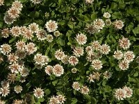 Trifolium repens, White Clover