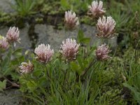 Trifolium repens ssp prostratum 6, Saxifraga-Willem van Kruijsbergen