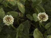 Trifolium repens ssp. repens 1, Witte klaver, Saxifraga-Marijke Verhagen