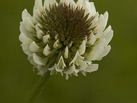 Trifolium repens ssp. repens 2, Witte klaver, Saxifraga-Jan van der Straaten