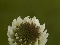 Trifolium repens ssp. repens 3, Witte klaver, Saxifraga-Jan van der Straaten
