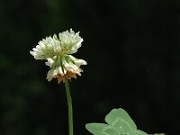 Trifolium repens ssp. repens 4, Witte klaver, Saxifraga-Marijke Verhagen