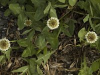 Trifolium repens ssp. repens 5, Witte klaver, Saxifraga-Marijke Verhagen
