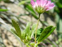 Trifolium resupinatum 14, Perzische klaver, Saxifraga-Rutger Barendse
