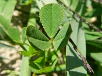 Trifolium resupinatum 15, Perzische klaver, Saxifraga-Rutger Barendse