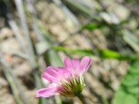 Trifolium resupinatum 16, Perzische klaver, Saxifraga-Rutger Barendse