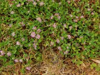 Trifolium resupinatum 18, Perzische klaver, Saxifraga-Peter Meininger