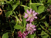Trifolium resupinatum 19, Perzische klaver, Saxifraga-Ed Stikvoort