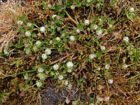 Trifolium resupinatum 20, Perzische klaver, Saxifraga-Ed Stikvoort