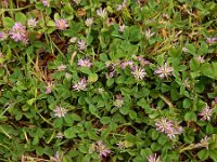 Trifolium resupinatum 22, Perzische klaver, Saxifraga-Ed Stikvoort