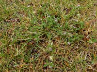 Trifolium resupinatum 23, Perzische klaver, Saxifraga-Ed Stikvoort
