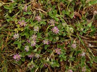 Trifolium resupinatum 24, Perzische klaver, Saxifraga-Ed Stikvoort