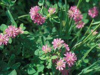 Trifolium resupinatum 32, Perzische klaver, Saxifraga-Jan van der Straaten