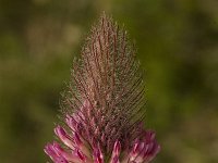Trifolium rubens, Long-spiked Trefoil