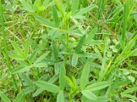 Trifolium rubens 12, Saxifraga-Rutger Barendse