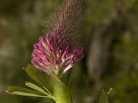 Trifolium rubens 2, Saxifraga-Jan van der Straaten