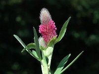 Trifolium rubens 3, Saxifraga-Marijke Verhagen
