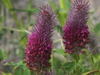 Trifolium rubens 10, Saxifraga-Peter Meininger