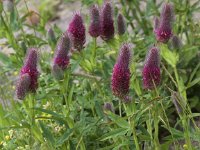 Trifolium rubens 11, Saxifraga-Peter Meininger