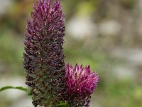 Trifolium rubens 5, Saxifraga-Willem van Kruijsbergen