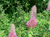 Trifolium rubens 6, Saxifraga-Jan Willem Jongepier