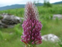 Trifolium rubens 7, Saxifraga-Jasenka Topic