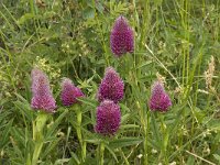 Trifolium rubens 8, Saxifraga-Willem van Kruijsbergen