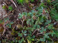Trifolium scabrum 10, Ruwe klaver, Saxifraga-Ed Stikvoort